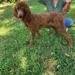 Solomon - Red  male Poodle puppy in Blanchard, Oklahoma from Teresa’s Fur Babies