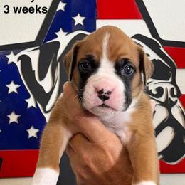 Boy - Fawn male Boxer puppy in Palm Coast, Florida from Starlight Boxer Corner