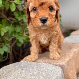 Rocky - Apricot male Cavapoo puppy in Spanish Fork, Utah from Sugar Doodles Pups
