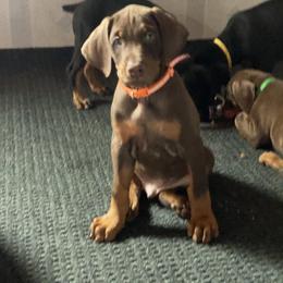 Doberman Pinscher Puppies from Jensen Dobermans