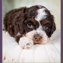 Roy - Brown white and tan male Cockapoo puppy in Connersville, Indiana from Deaz Doodle Ranch