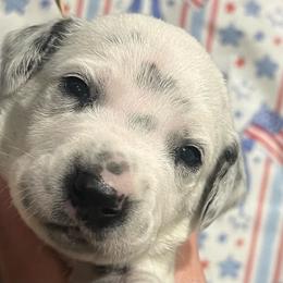 Milky Way - White and black female Dalmatian puppy in Austin, Texas from Dazzling Dalz