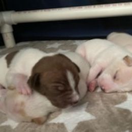 Rat Terriers from Kona's Golden Life Kennels