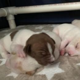 Rat Terriers from Kona's Golden Life Kennels