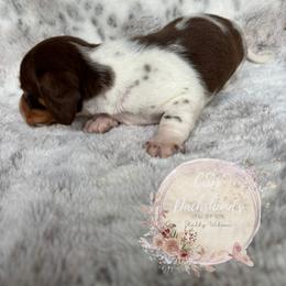 Dachshund Puppies from CSW Dachshunds