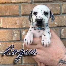 Rogue - HUA - White and black male Dalmatian puppy in Mount Vernon, Missouri from Spots & Spirals