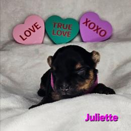 Juliette - Black and tan female Yorkshire Terrier puppy in Denver, Colorado from Totty's Tiny Paws