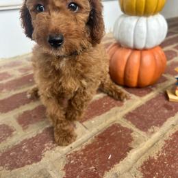 AKC NATHAN (black collar) - Red  male Poodle puppy in Dallas, Georgia from West Cobb Dogs