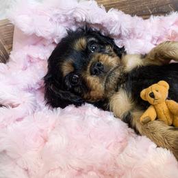 Cavalier King Charles Spaniel Puppies from Heaven Sent Cavaliers
