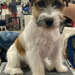 Airedale Terriers and Russell Terriers from Meadowaire Terriers