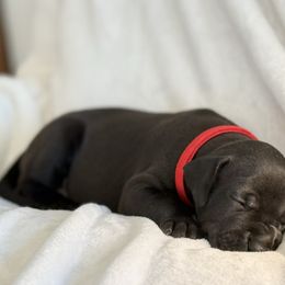 Ray-Ban - Black male Great Dane puppy in Reno, Nevada from Good Dog Danes