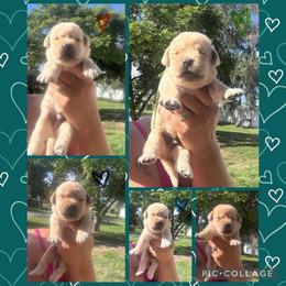 Red Collar Male - Yellow male Labrador Retriever puppy in Kissimmee, Florida from SunState Labs