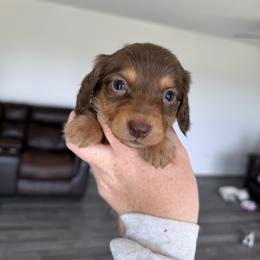Mocha - Chocolate male Dachshund puppy in Stamford, Texas from West Texas Miniature Dachshunds