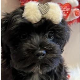 Maltipoos from Sonia's puppies