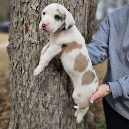 Boy 5 - Harlequin Great Dane puppy in Augusta, Georgia from Gentry Farm Danes