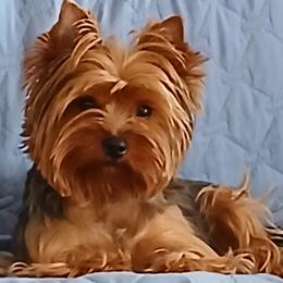 Yorkshire Terrier puppies from StarBornYorkies, LLC