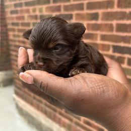 Cairo - Chocolate and tan male Yorkshire Terrier puppy in Lynwood, Illinois from SaintNicksWay
