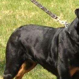 Rottweilers from Vom Wesburg Rottweilers