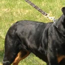 Rottweilers from Vom Wesburg Rottweilers