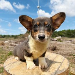 Vera (Financing Available) - Blue female Pembroke Welsh Corgi puppy in Inverness, Florida from Canaan Farm Corgis