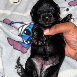 Buckwheat 2000 - Black and tan male Yorkshire Terrier puppy in Gastonia, North Carolina from Banks Dynasty Kennel
