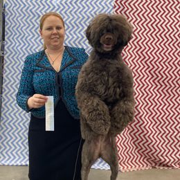 Portuguese Water Dogs from Sailor’s Portuguese Water Dogs
