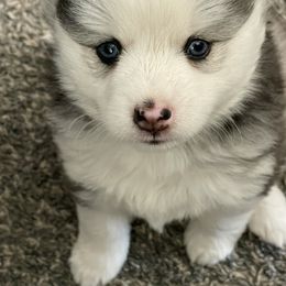 Pomsky Puppies from Pomsky Acres