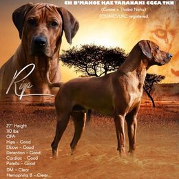 RIP - Rhodesian Ridgeback