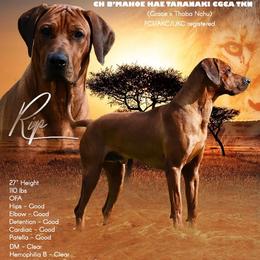 RIP - Rhodesian Ridgeback
