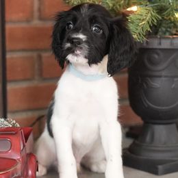 Black and White - Boy 2 - Black and white male English Springer Spaniel puppy in Oxford, Connecticut from Woodland Kennel