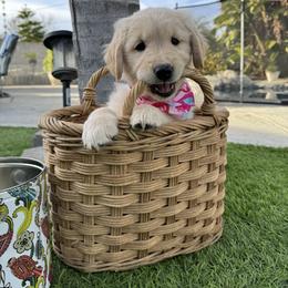 Golden Retriever Puppies from Brody's Golden Retriever Puppies