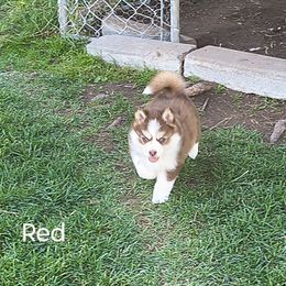 Red - Red and white female Pomsky puppy in Blackfoot, Idaho from Snake River Pomskys