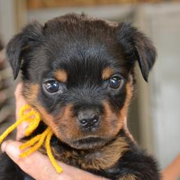 YELLOW COLLAR - Black and mahogany female Rottweiler puppy in Dawson Springs, Kentucky from Lakeview Rottweilers