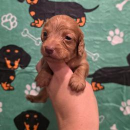 Chocolate ee Boy 2 - Red male Dachshund puppy in Austin, Colorado from Colorado Mini Dachshunds