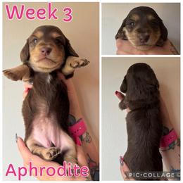 Aphrodite - Chocolate and cream female Dachshund puppy in Michigan from M.H.P Dachshunds