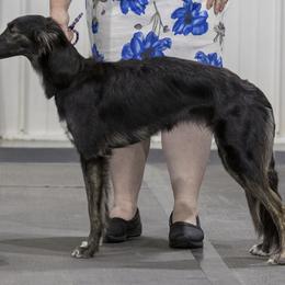 Silken Windhounds from Ayakashi Silken Windhounds