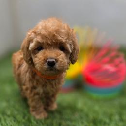 Berry - Red female Maltipoo puppy in San Diego, California from Maltipoos SD