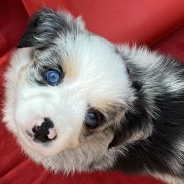 Topaz - Blue merle Miniature Australian Shepherd puppy in Newaygo County, Michigan from Blue Skye's Miniature Australian Shepherds