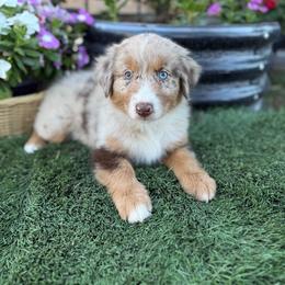 Girl 4 - Red merle female Australian Shepherd puppy in San Bernardino, California from Zermeno Ranch
