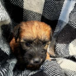 Scar - Wheaten male Soft Coated Wheaten Terrier puppy in Nokomis, Illinois from Windhill Wheatens