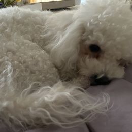 Ruby - Bolognese