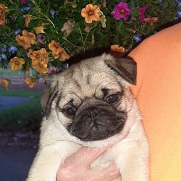 Golden Retriever and Pug Puppies from Ebert Pugs