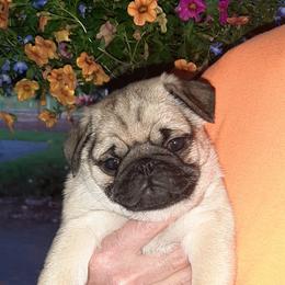 Golden Retriever and Pug Puppies from Ebert Pugs