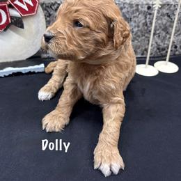 Dolly - Red  female Goldendoodle puppy in Annville, Pennsylvania from Bellegrove Goldendoodles