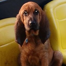 Bloodhounds from Caldwell Holler Kennel