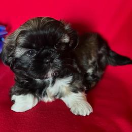 King - Black and white male Shih Tzu puppy in Cordova, Tennessee from TrueLine kennels