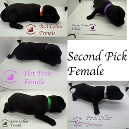 Second Pick Female - Black female Labrador Retriever puppy in Greater Houston Area, Texas from Coram Deo Retrievers