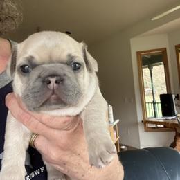 Goldie - Fawn male French Bulldog puppy in Cave Junction, Oregon from Oregon Frenchie Paradise