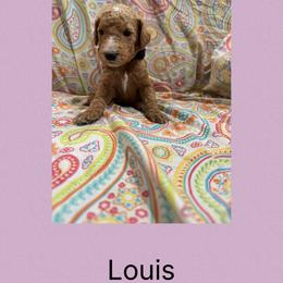 AKC Standard poodle Louis - Red  male Poodle puppy in Harrisburg, Arkansas from Ransone’s Ridge Runners Poodles and Doodles