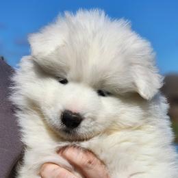 Girl 1 - White female Samoyed puppy in Punxsutawney, Pennsylvania from Safyr Samoyeds